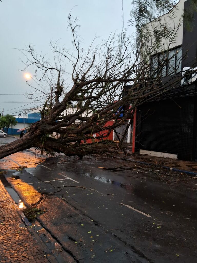 CHUVA EM LEME Temporal derruba mais de 80 árvores em Leme; equipes trabalham na remoção dos destroços Cidade | Destaques | Leme