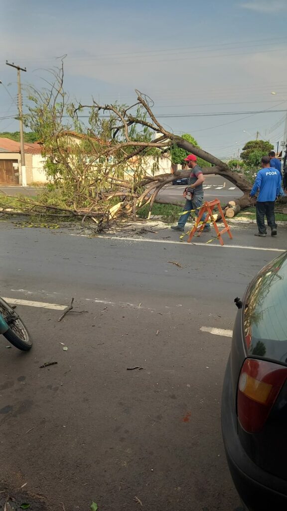 arvores recolhidas em Leme 01 Temporal derruba mais de 80 árvores em Leme; equipes trabalham na remoção dos destroços Cidade | Destaques | Leme