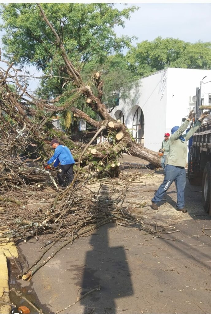 arvores recolhidas em Leme 02 Temporal derruba mais de 80 árvores em Leme; equipes trabalham na remoção dos destroços Cidade | Destaques | Leme